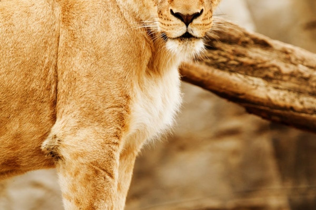 africa-animal-big-carnivore-41182.jpeg