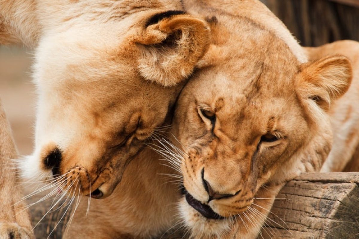 africa-animal-big-carnivore-87410.jpeg