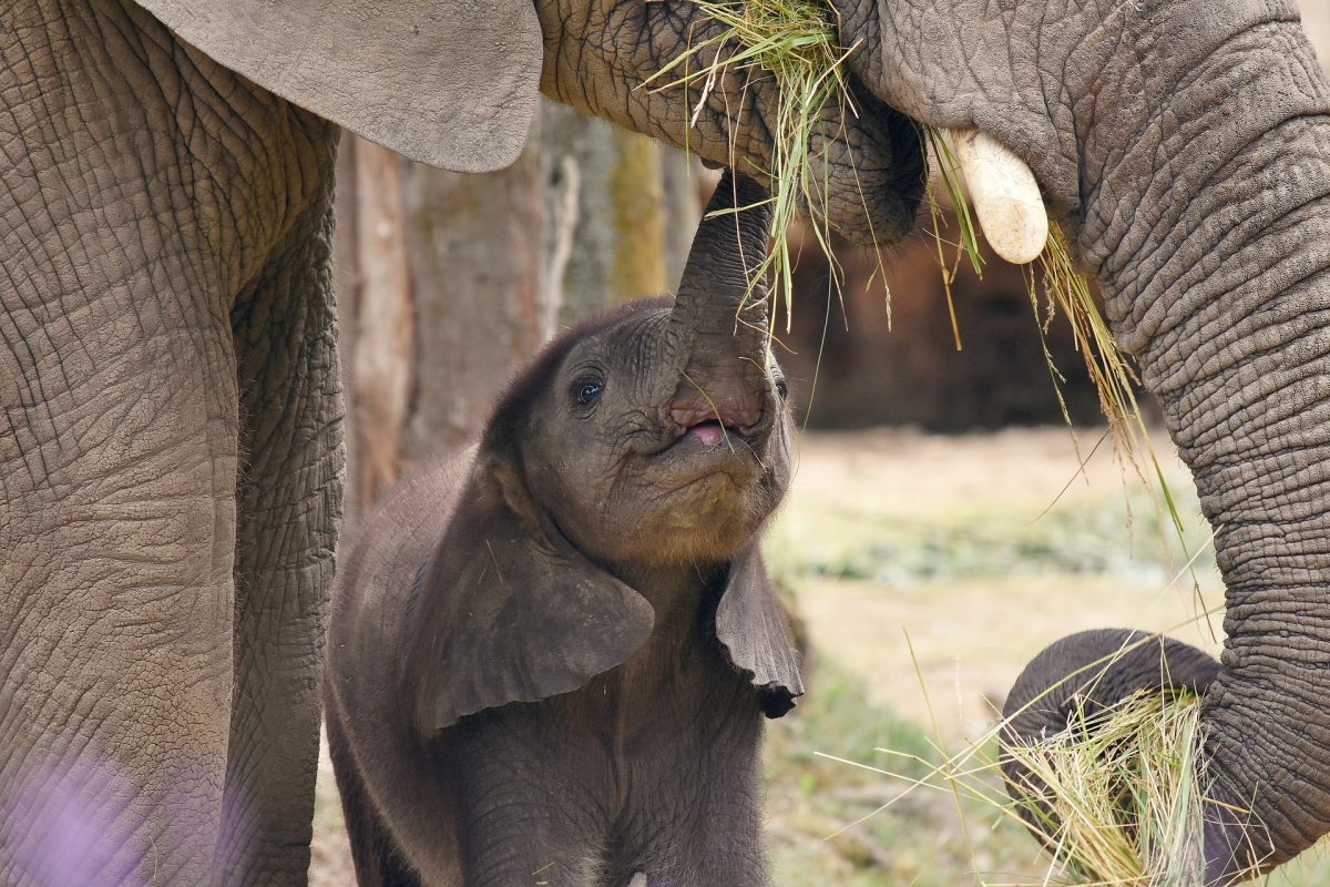 animal-6714423_1920