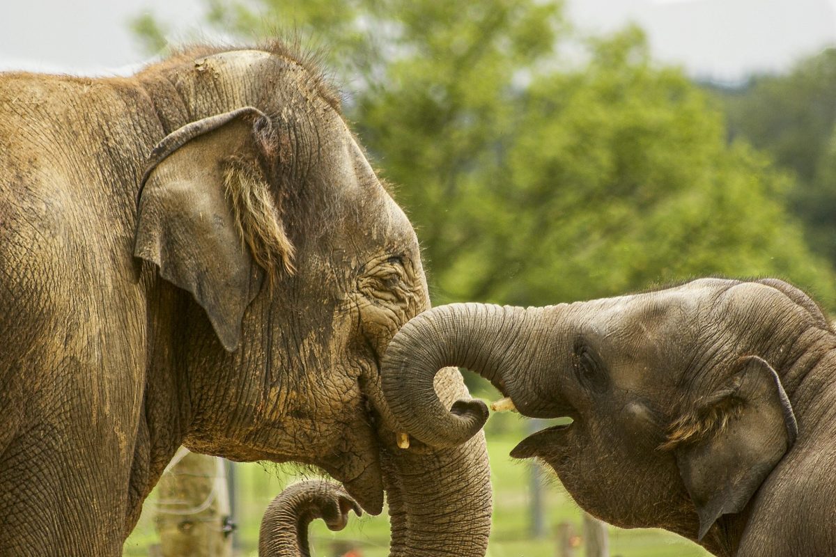 baby-elephant-5126326_1920
