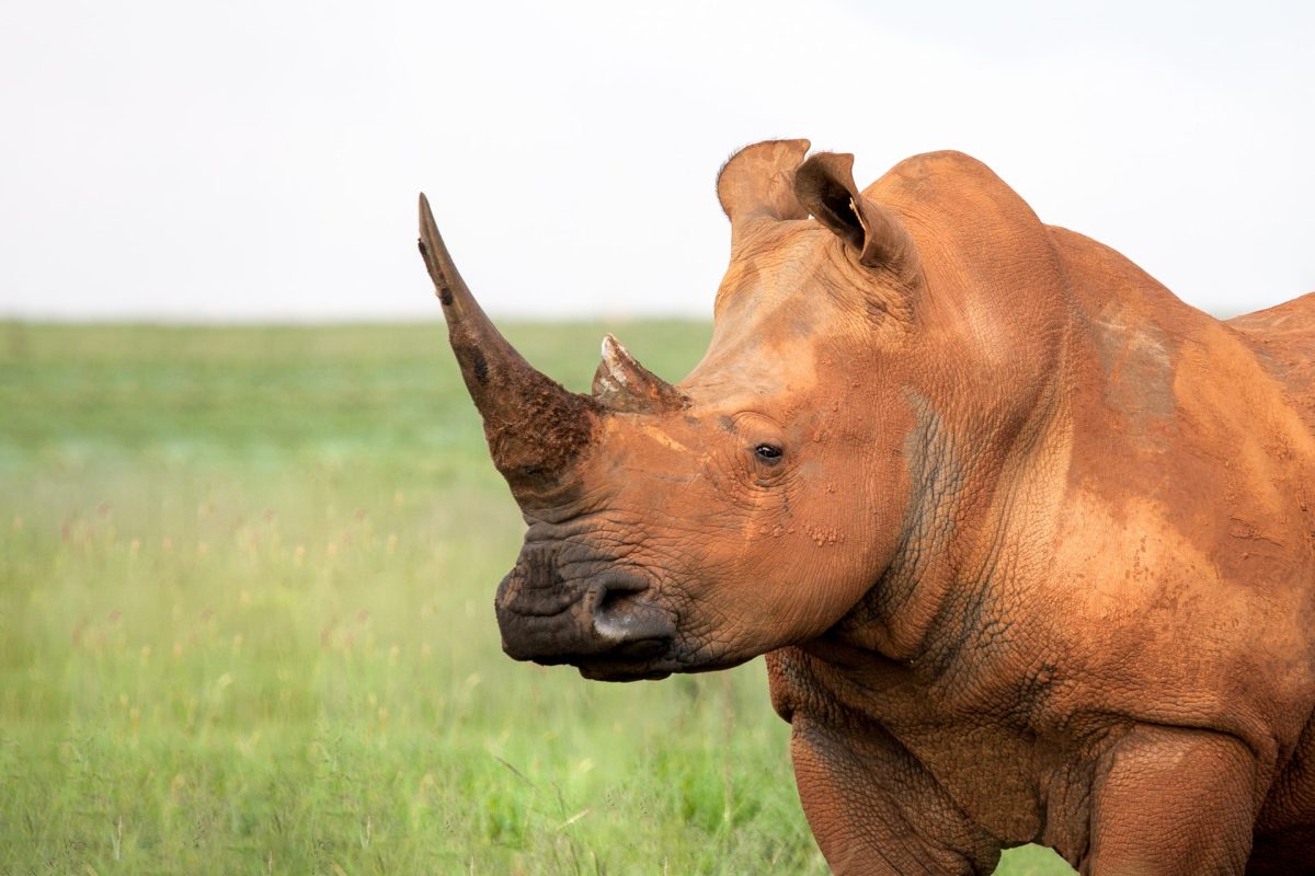 brown-rhinoceros-1524627.jpg