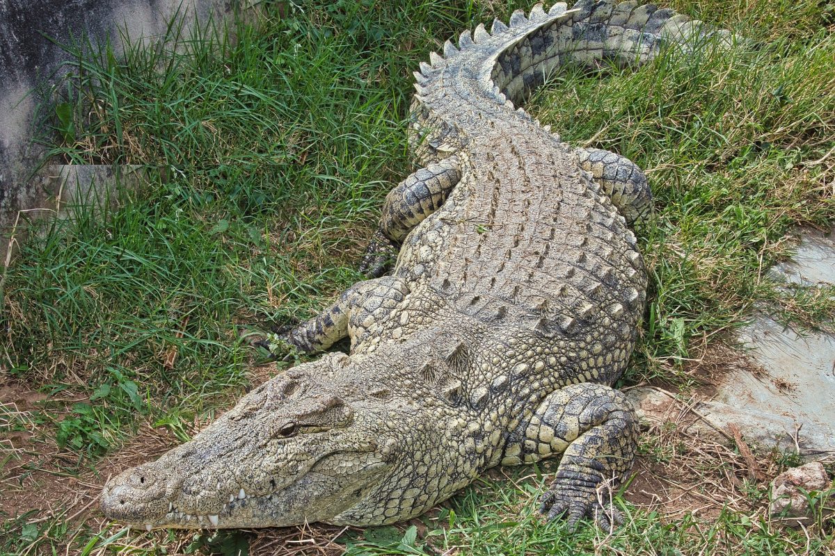 crocodile-5606832_1920