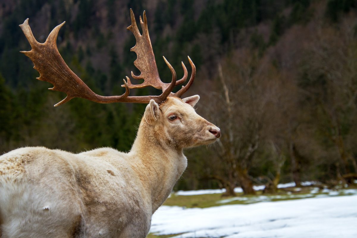 deer-3217239_1920