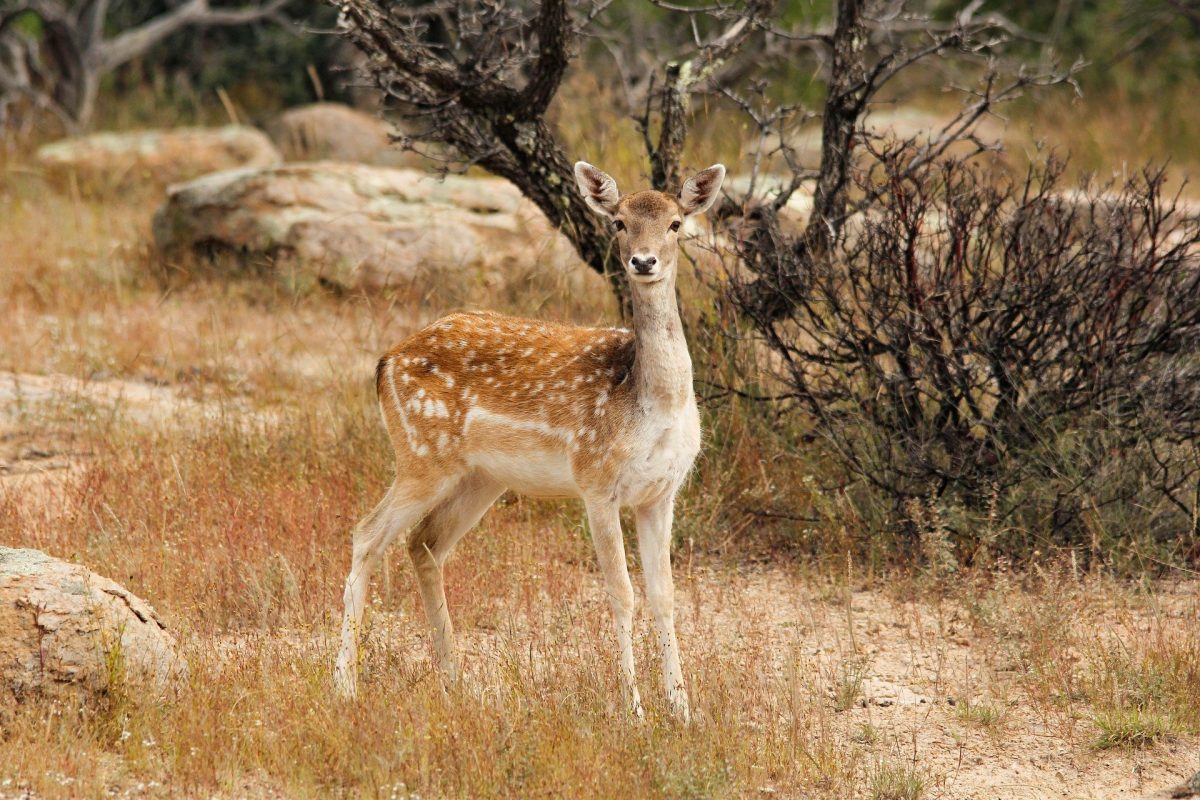 deer-7563934_1920