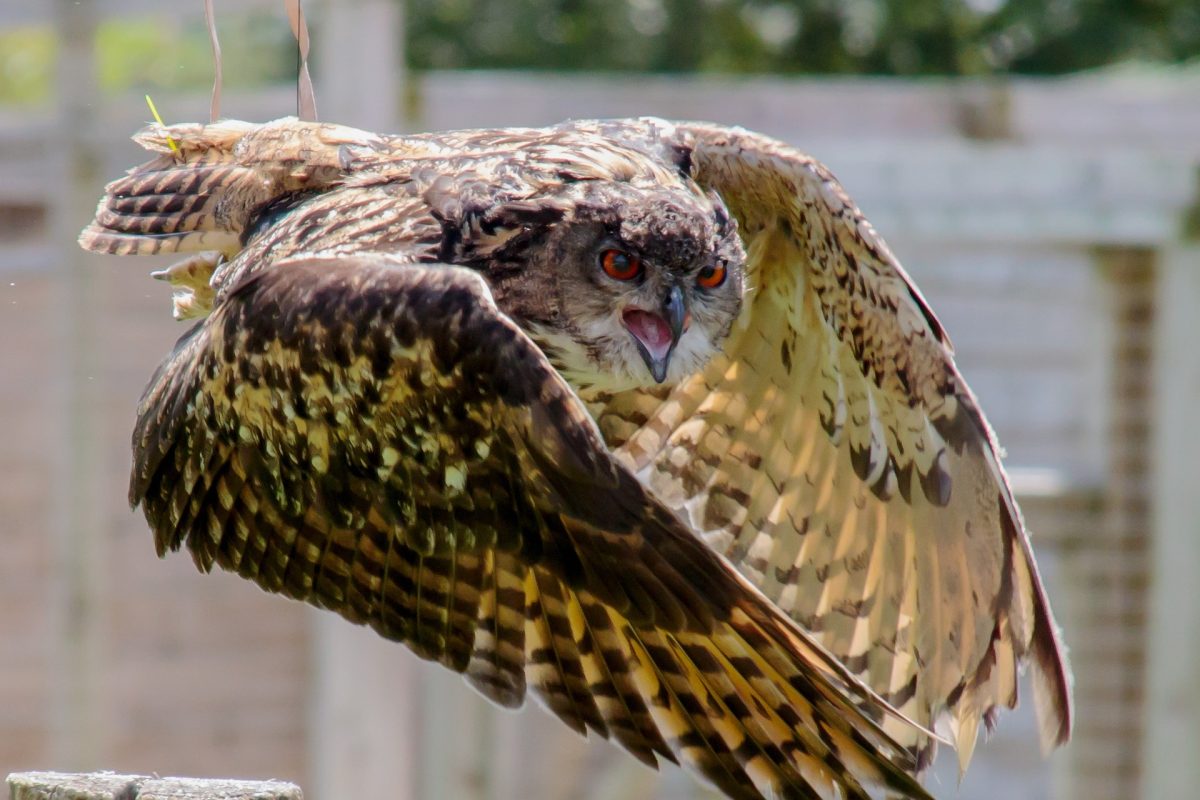 eagle-owl-1576935_1920