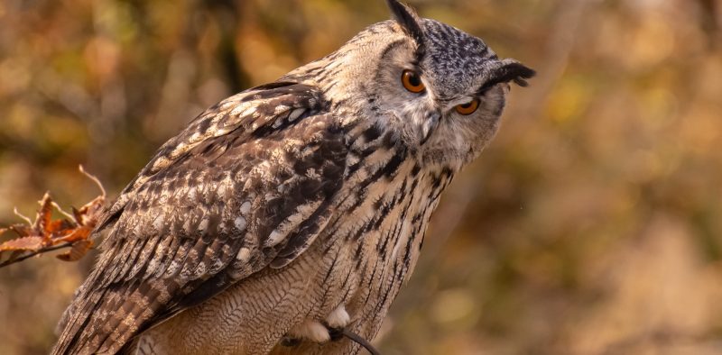 eagle-owl-7295713_1920