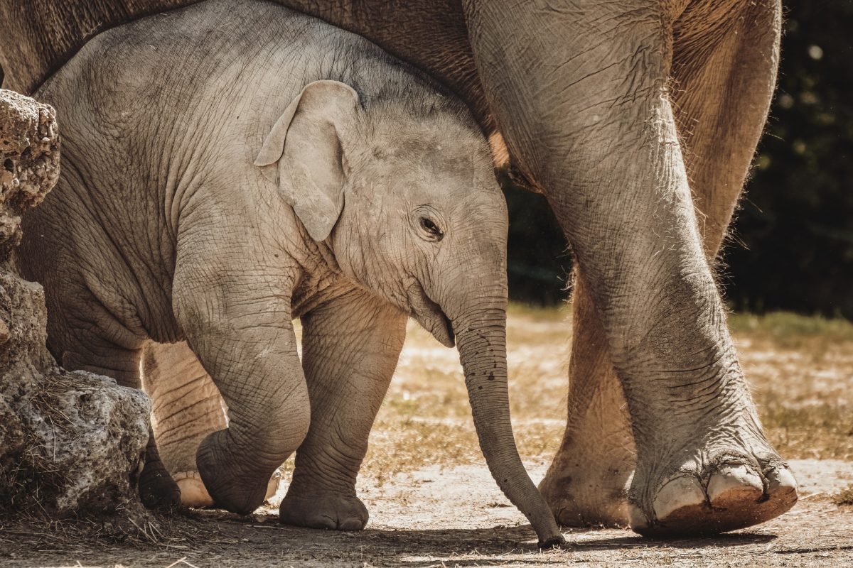 elephant-7036431_1920
