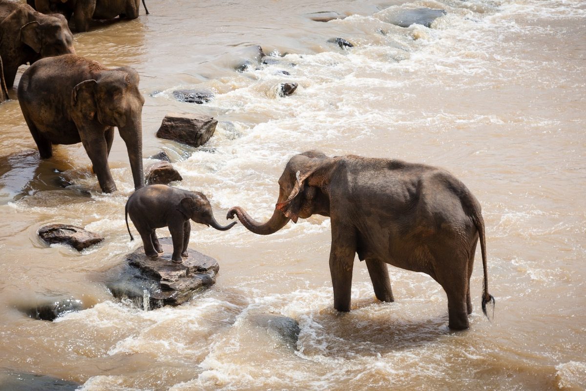 elephants-1900332_1920