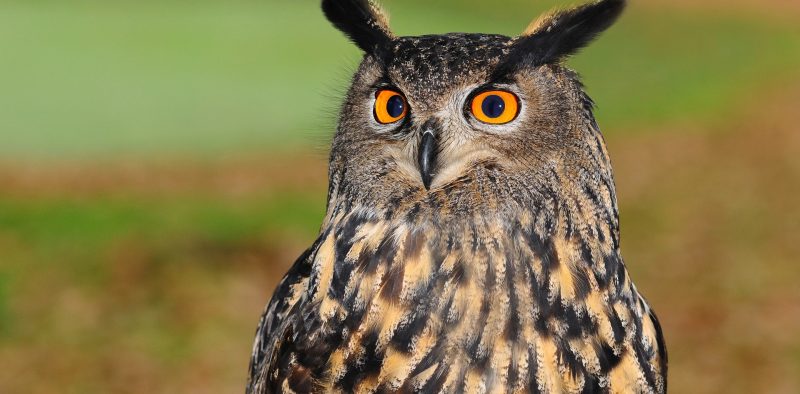 european-eagle-owl-2010346_1920