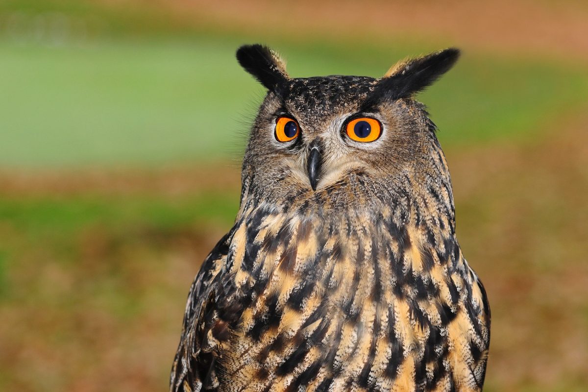 european-eagle-owl-2010346_1920