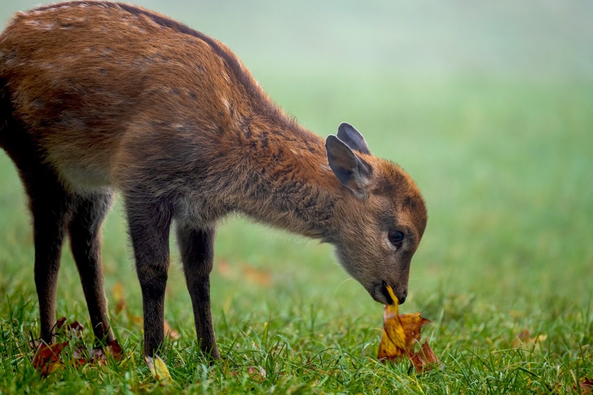 fawn-5783933_1920