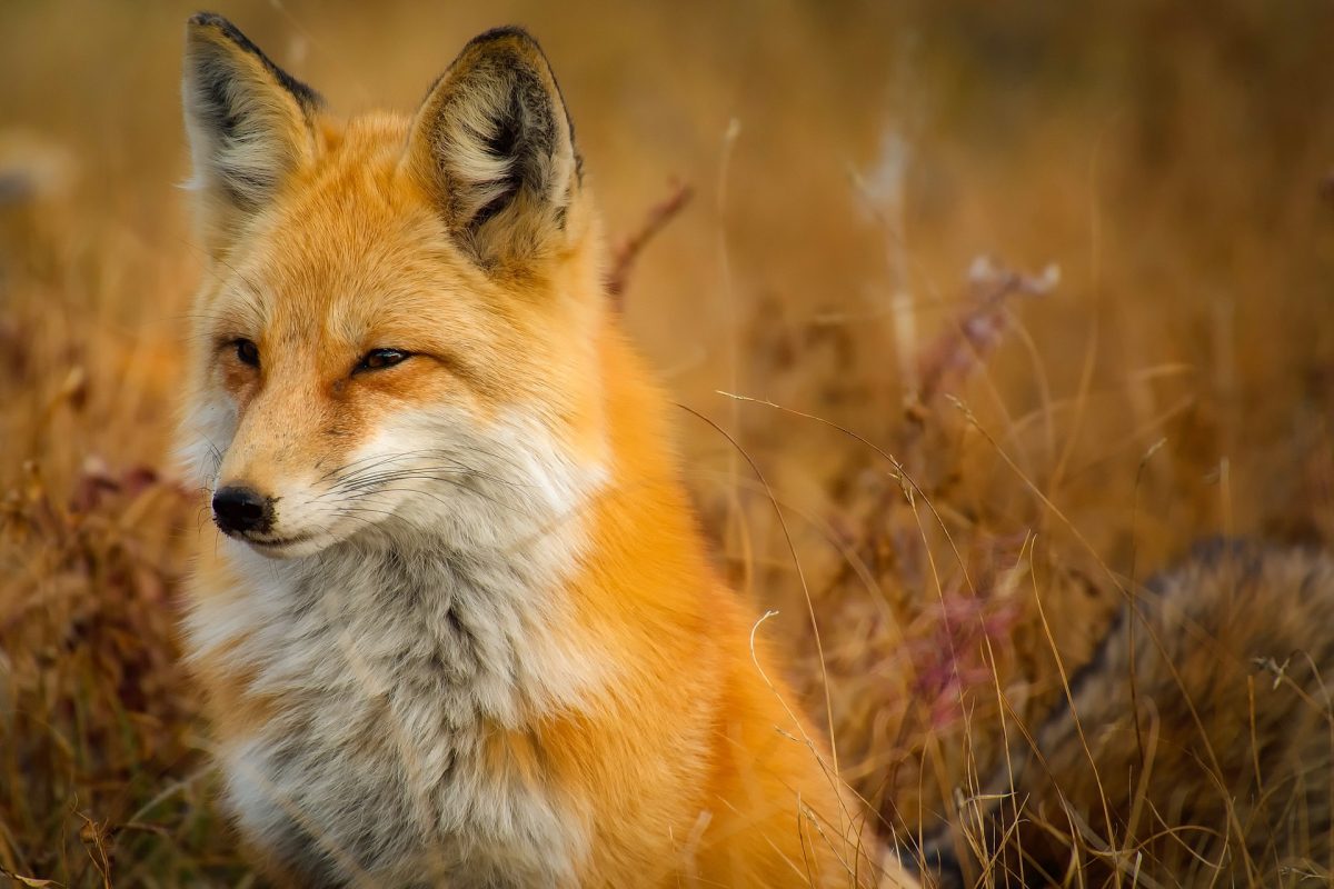 fox-1883658_1920