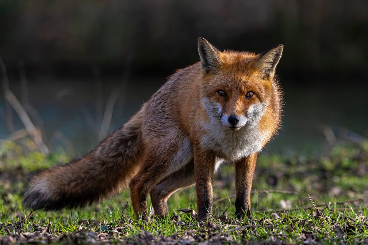 fox-7017260_1920