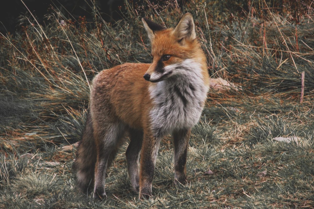 fox-985292_1920