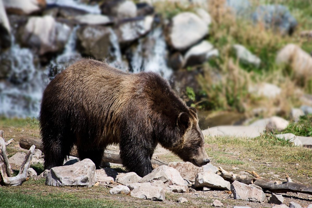 grizzly-bear-2788682_1920