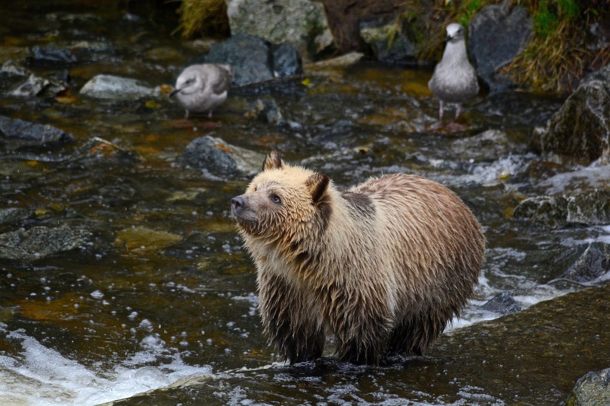 grizzly-bear-6510170_1920