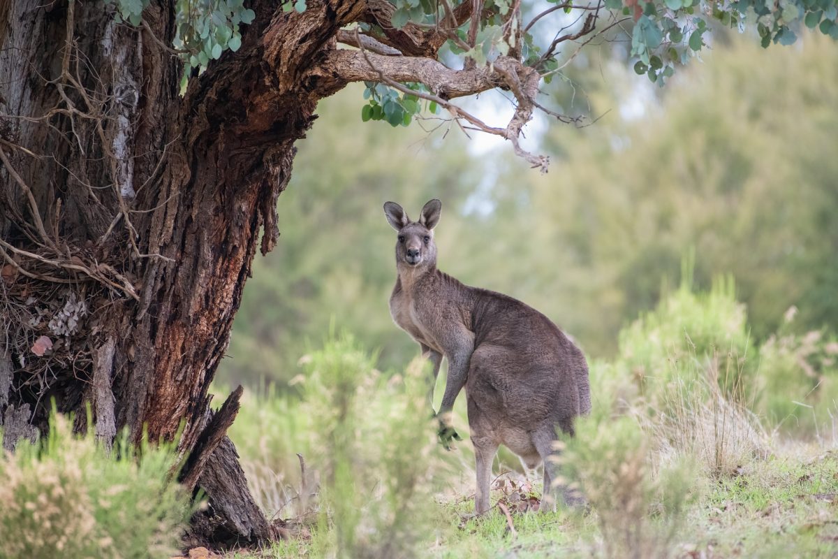 kangaroo-6396706_1920