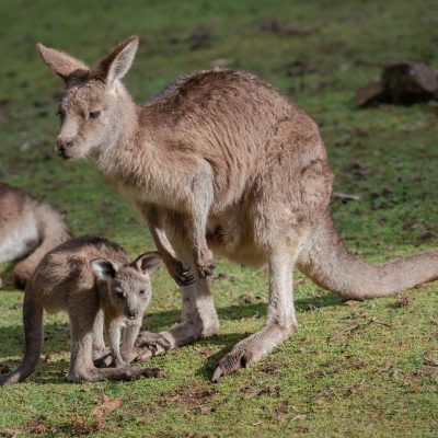 kangaroo-6557734_1920