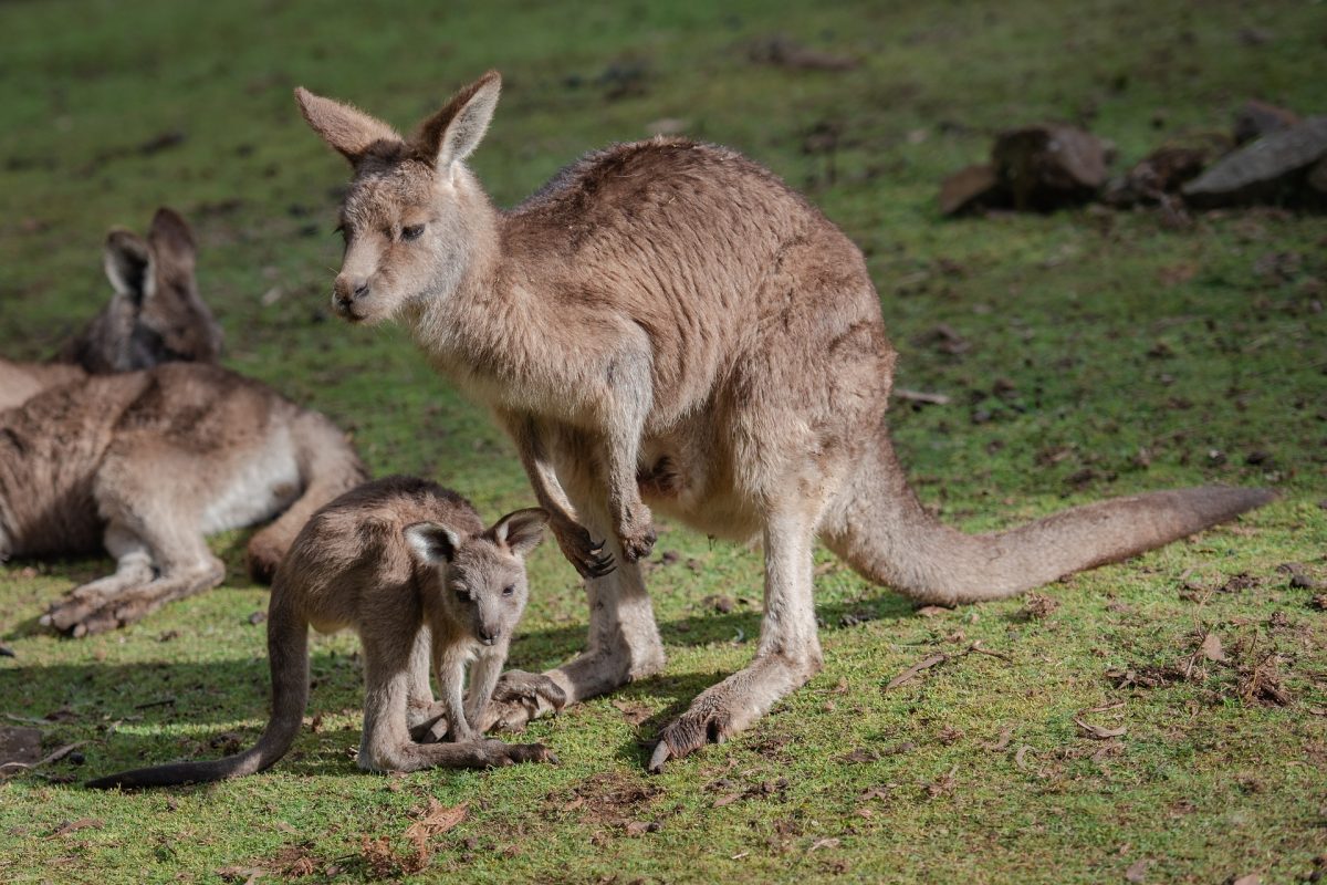 kangaroo-6557734_1920