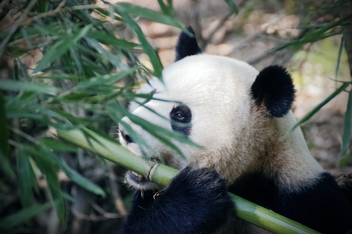 panda-4461766_1920