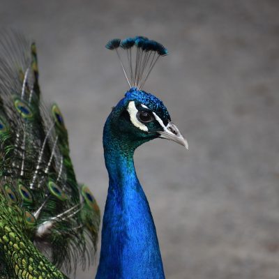 peafowl-6316165_1920