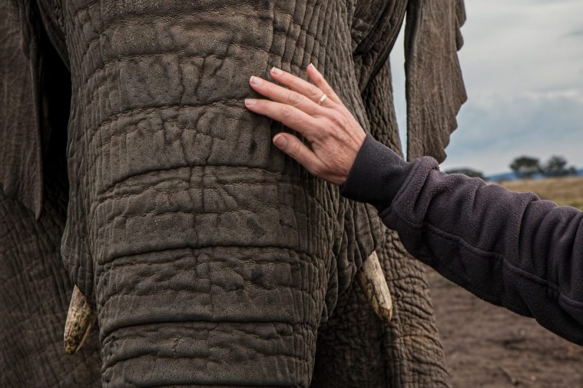 pexels-elephant-trunk-skin-care-big-158555-1024x683.jpeg