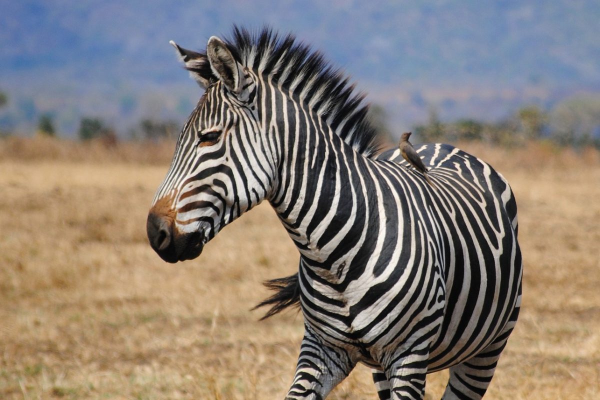 safari-2042756_1920