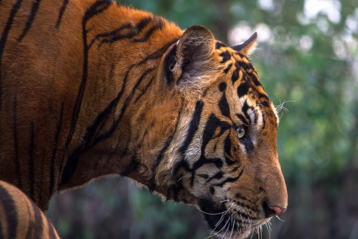 tiger-1822535_1920