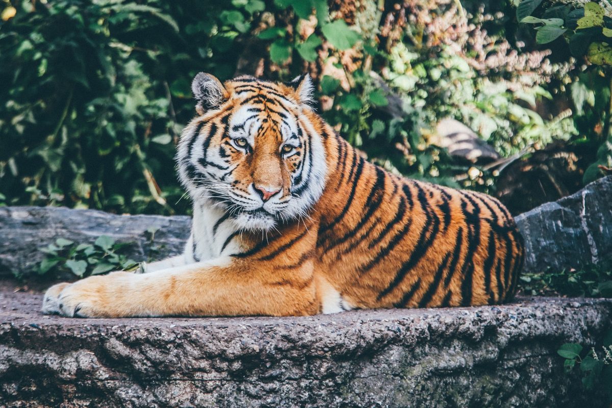 tiger-1868911_1920