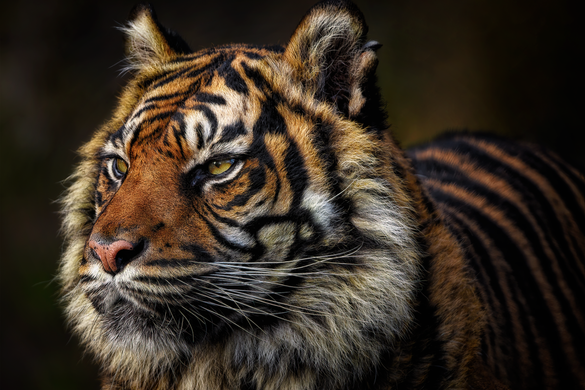 tiger-8214815_1920