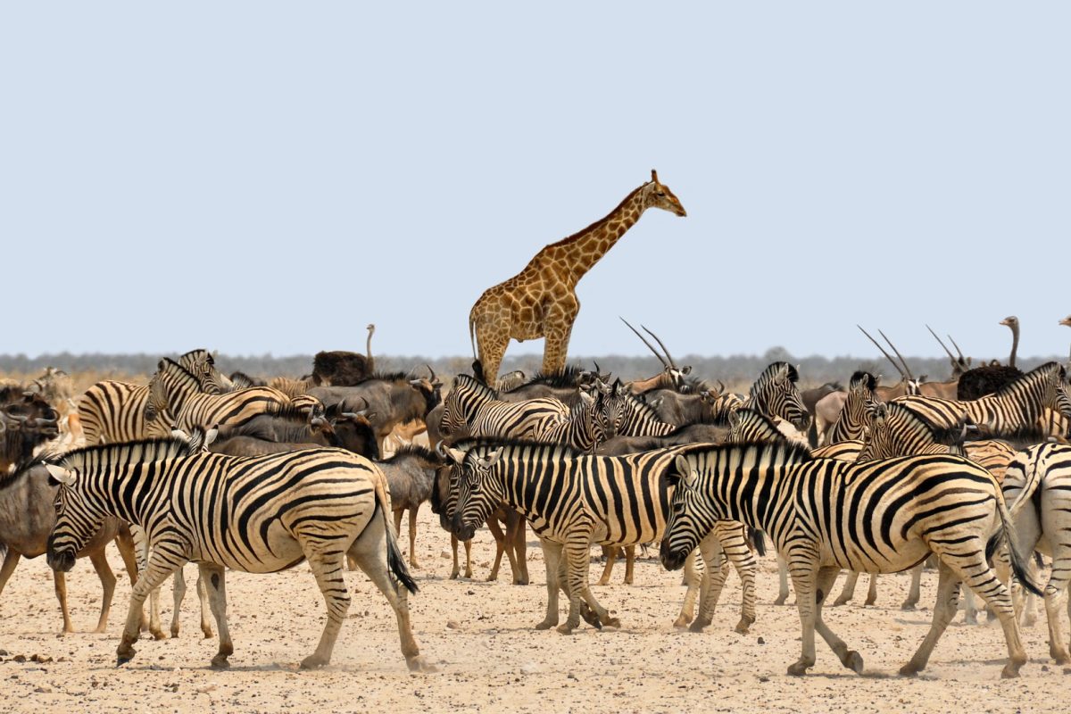 zebra-1170177_1920