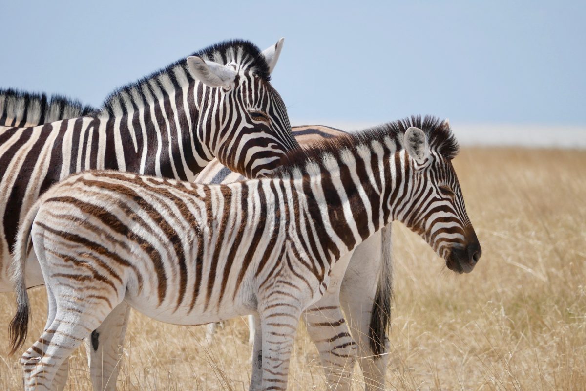 zebra-7746719_1920