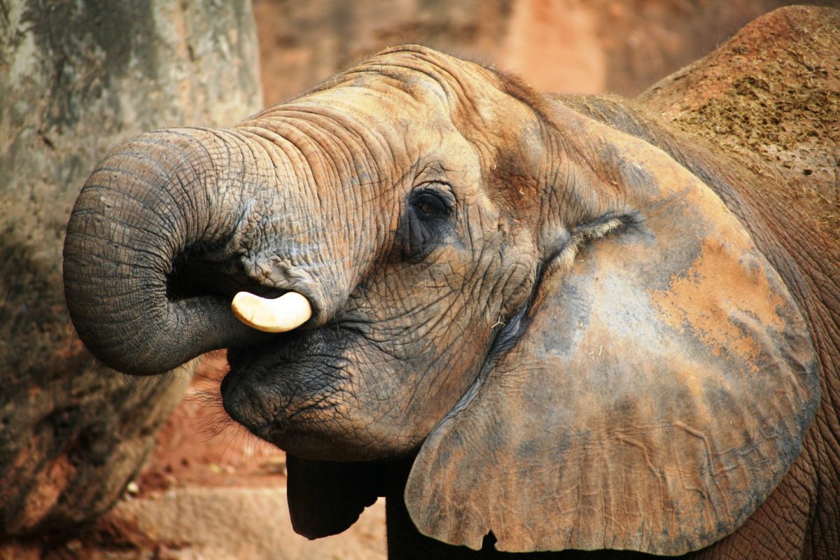 zoo-elephant-58915.jpg